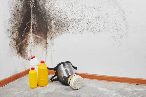 Best Certified Mold Removal  in Valley Mills, TX