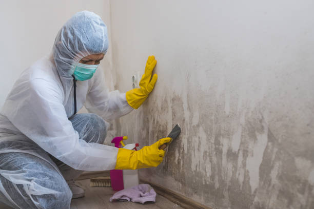 Best Mold Testing and Removal  in Valley Mills, TX