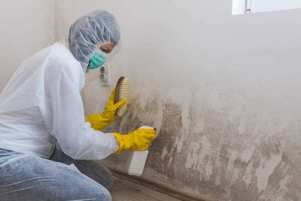 Best Mold Testing  in Valley Mills, TX