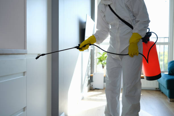 Best Fast Mold Removal  in Valley Mills, TX