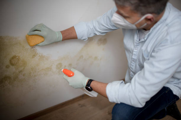 Best Home Mold Removal  in Valley Mills, TX