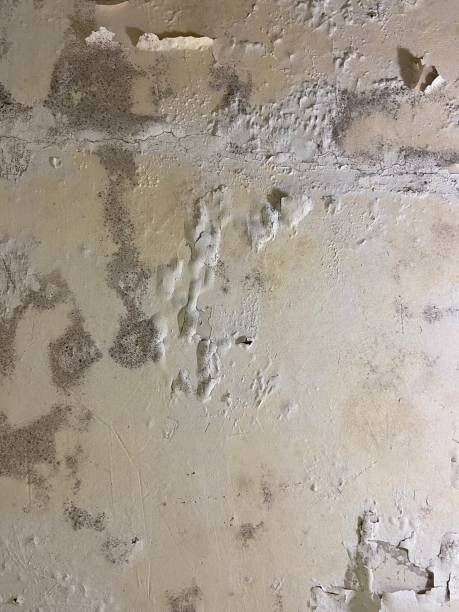 Best Mold Removal Company Near Me  in Valley Mills, TX