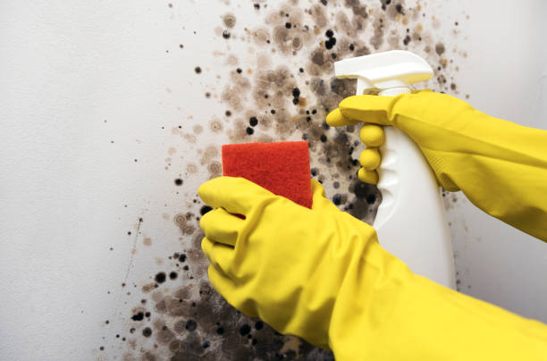 Best Mold Removal Specialists  in Valley Mills, TX