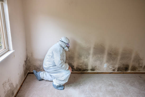 Best Residential Mold Removal  in Valley Mills, TX