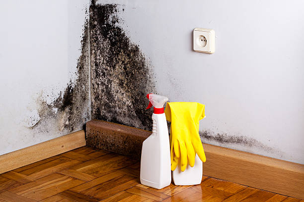 Best Emergency Mold Removal  in Valley Mills, TX